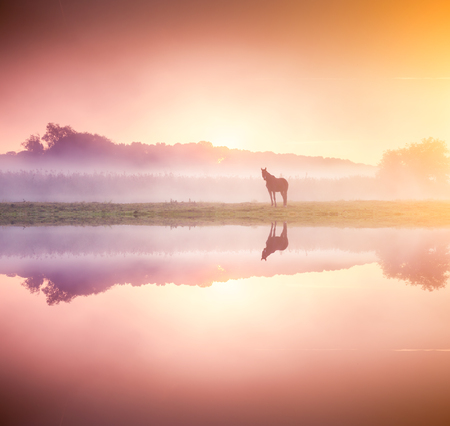 Arabian horses grazing on pasture in Carpathians, Ukraine.の写真素材