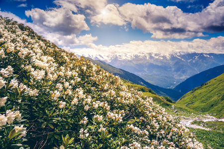 Great view of the alpine meadows with rhododendron flowers at the foot of Mt. Ushba. Dramatic unusual scene in Upper Svaneti, Georgiaの写真素材