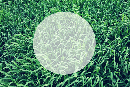 Green grass surface. Creative design. Write your text. Retro style, vintage filterの写真素材
