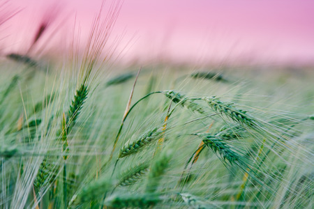 majestic sunset in a wheat fieldの写真素材
