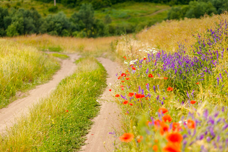Fantastic closeup green grass and red poppies.の写真素材
