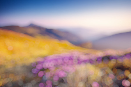 Great view of the magic pink rhododendron flowers. Natural blurred background.の写真素材