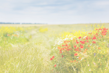 Fantastic closeup green grass and red poppies in Ukraineの写真素材