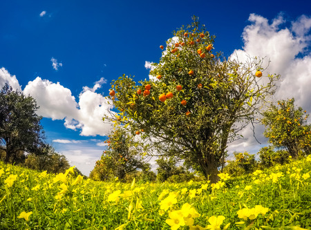 Fantastic views of the garden with blue sky. Mediterranean climate in Sicily island, Italyの写真素材