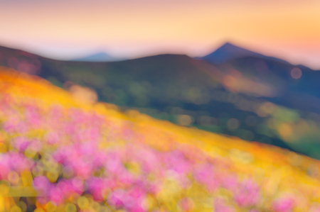 Great view of the magic pink rhododendron flowers. Natural blurred background.の写真素材