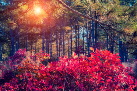 Fantastic forest with Cotinus coggygria. Dramatic scene. Red autumn leaves. Crimea, Ukraine, Europe. Retro style filter. Instagram toning effect. Beauty world.の写真素材