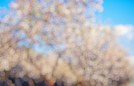 Blooming apple orchard in spring and blue sky. Natural blurred background.の写真素材