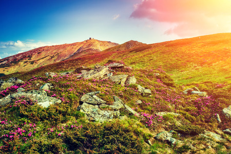 Great view of the magic pink rhododendron flowers on the hill. Dramatic unusual scene. Carpathian,...