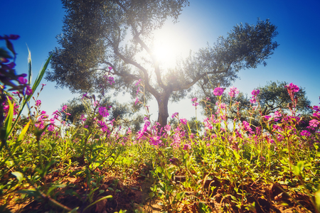 Fantastic views of the garden with blue sky. Mediterranean climate. Gorgeous and picturesque scene. Sicily island, Italyの写真素材