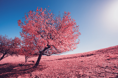 Majestic alone birch tree on a hill slope with sunny beams at mountain valley. Dramatic morning scene. Infrared picture. Blue sky and red leaves. Carpathians, Ukraine, Europe. Beauty world.の写真素材