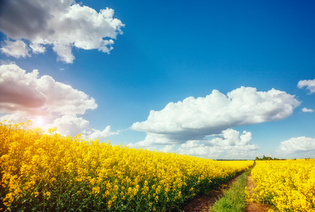 Magnificent views of the endless canola field on a sunny day. White fluffy clouds. Picturesque and...
