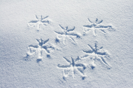 snowflake written on a fresh snow.