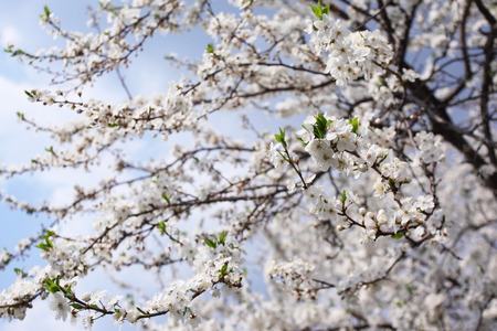 Blossoming tree with white flowers in springの写真素材
