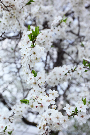 Blossoming tree with white flowers in springの写真素材