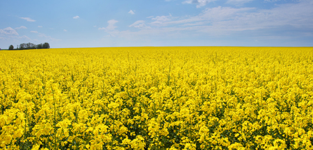Yellow meadow under blue sky with cloudsの写真素材