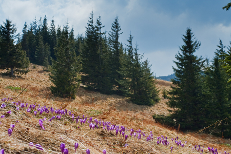Springtime is the moment for this purple flowerの写真素材