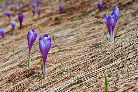 Springtime is the moment for this purple flowerの写真素材