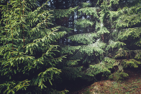 Misty forest on mountain slopes in sunlight. Dramatic and gorgeous scene. Location: Carpathian, Ukraine, Europe. Cross process filter, retro and vintage style.の写真素材