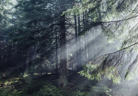 Fantastic forest glowing by sunlight. Dramatic morning and gorgeous scene. Location: Carpathian,...