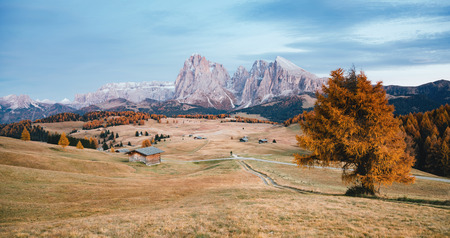 Lovely yellow pasture in sunlight. Unusual and gorgeous scene. Location place Dolomiti, Compaccio...