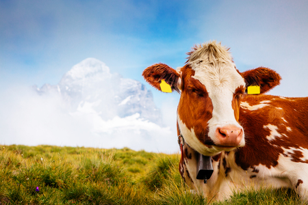 Cows relax on alpine hills in sun beams. Picturesque and gorgeous day scene. Location place Berner Oberland, Grindelwald, Switzerland.の写真素材
