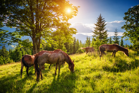 Dirty horses grazing in the pasture that is illuminated by the sun. Picturesque and gorgeous scene. Location place Carpathian, Ukraine, Europe. Beauty world.の写真素材