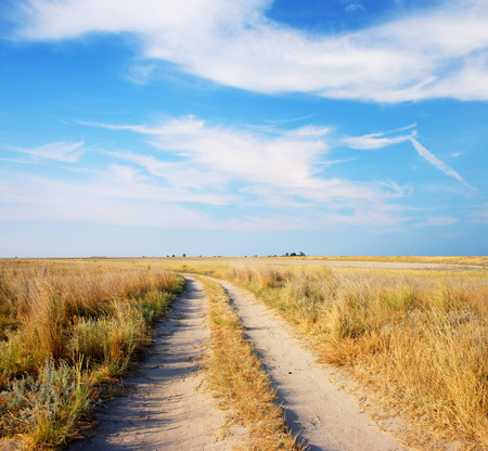 summer meadow and the beautiful blue skyの写真素材