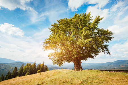 Bright rolling countryside around a farm in the morning light. Picturesque day and gorgeous scene. Location place Carpathian, Ukraine, Europe. Concept ecology protection. Explore the world's beauty.の写真素材