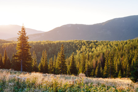 Bright hills and picturesque scene of the alpine valley. Location place Carpathian, Ukraine, Europe. Wonderful summertime wallpaper. Sunny day on outdoor. Explore the world's beauty and wildlife.の写真素材
