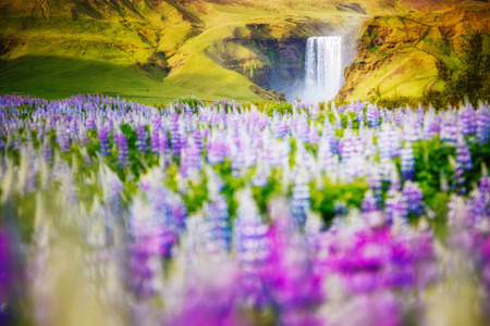 Lovely blooming lupine glowing by sunlight in day. Awesome and picturesque scene. Popular tourist attraction. Location place Skogafoss waterfall, Skoga, highlands of Iceland, Europe. Beauty world.の写真素材