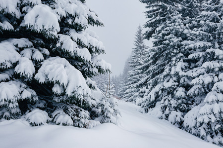 Scenic image of spruces tree. Frosty day, calm wintry scene. Location Carpathian, Ukraine, Europe.