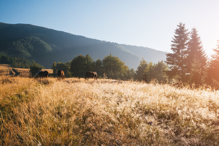 Scenic image of countryside in the sunlight. Locations Carpathian national park Ukraine, Europe. Perfect wallpapers. Explore the environment. Discover the beauty of earth. Great picture of wild area.の写真素材
