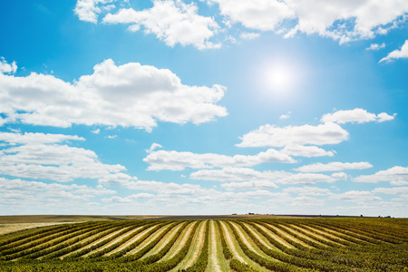 Unusual scene of the countryside with white fluffy clouds. A wonderful day in springtime. Location...