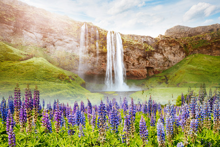 Perfect view of famous powerful Seljalandfoss waterfall in sunlight. Gorgeous day and picturesque scene. Location place Iceland, sightseeing Europe. Unique place on earth. Explore the world's beauty.の写真素材