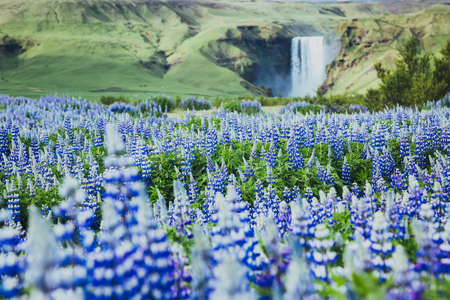 Beautiful view of vivid lupine flowers on sunny day. Location place Skogafoss waterfall, Skoga, Iceland Europe. Wonderful image of amazing nature landscape. Spring scene. Discover the beauty of earth.の写真素材