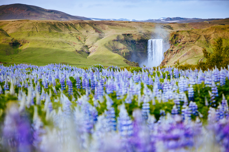 Beautiful view of vivid lupine flowers on sunny day. Location place Skogafoss waterfall, Skoga, Iceland Europe. Wonderful image of amazing nature landscape. Spring scene. Discover the beauty of earth.の写真素材