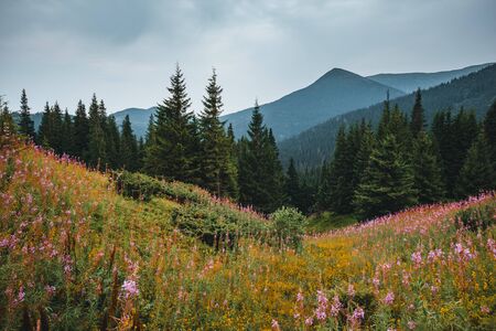 Location Carpathian national park, Ukraine, Europe. Perfect moment in alpine highlands. Scenic image of hiking concept. Awesome wallpapers. Idyllic adventure vacations. Discover the beauty of earth.の写真素材