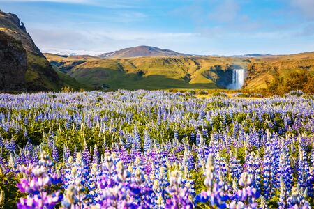 Amazing sunny day and nice blooming lupine on the field. Location place Skogafoss waterfall, Skoga river, Iceland, Europe. Scenic image of beautiful nature landscape. Discover the beauty of earth.
の写真素材