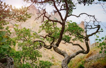 Karadag mountain range in Crimean peninsula, an ancient extinct volcano. Location Kara Dag (Black Mount), coastal town of Koktebel. Unique place on earth. Explore the world's beauty and wildlife.の写真素材