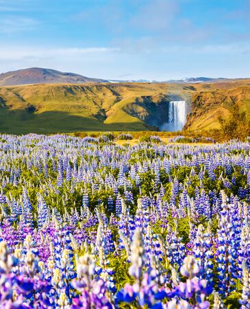 Fantastic sunny day and nice blooming lupine on the field. Location place Skogafoss waterfall, Skoga river, Iceland, Europe. Scenic image of beautiful nature landscape. Discover the beauty of earth.の素材 [FY310147155575]