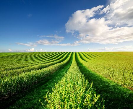 Idyllic Row of blackberry bushes on a summer farm in sunny day. Location rural place of Ukraine,...
