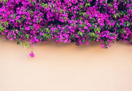 Pink wall covered with magenta Bougainvillea flowers. Floral background. Typical Mediterranian street exterior. Botanical garden. Scenic image of flowering orchard in spring time. Beauty of earth.の写真素材