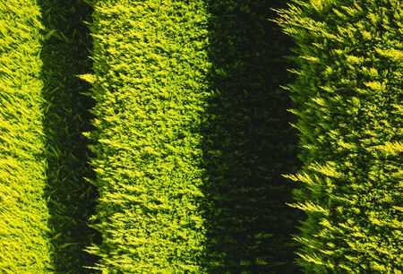 Amazing natural texture of thuja occidentalis, white cedar. Green thuja tree branches background. Fence from natural material. Fresh and green organic texture. Decoration of walls. Beauty of earth.の写真素材