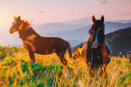 Attractive view of pasture with Arabian horse on a sunny day. Location Carpathian mountain, Ukraine, Europe. Scenic image of farmland. Great picture of wild area. Discover the beauty of earth.の写真素材