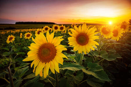 Vivid yellow sunflowers glow in the evening. Location place of Ukraine, Europe. Blooming field...