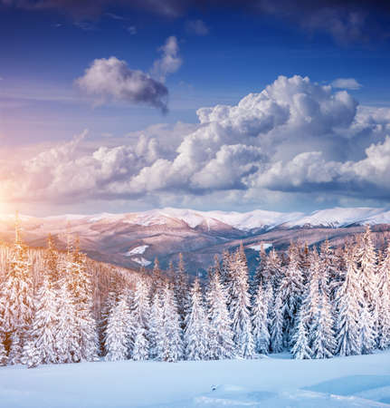 Frosty day in snowy coniferous forest. Location place of Carpathian ski resort, Ukraine, Europe. Incredible wintry wallpapers. Christmas holiday concept. Happy New Year! Discover the beauty of earth.の写真素材