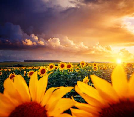 Vivid yellow sunflowers glow in the evening. Location place of Ukraine, Europe. Blooming field...