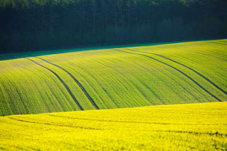Splendid view on of sunlit wavy fields of agricultural area. Location place of South Moravian region (Moravia), Czech Republic, Europe. Minimalistic landscape of agrarian industry. Beauty of earth.の写真素材