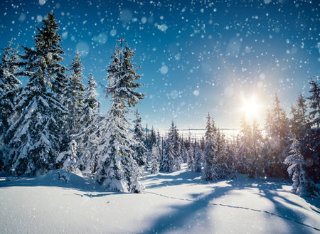 Vivid sunny day in frosty coniferous forest. Location place of Carpathian mountains, Ukraine, Europe. Attractive wintry natural wallpapers. Christmas holiday concept. Happy New Year! Beauty of earth.の写真素材