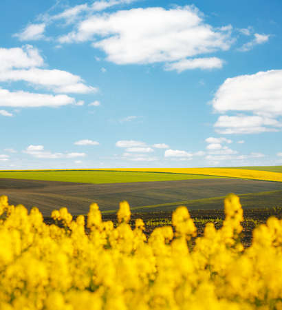 Bright yellow canola field and and fluffy white clouds on a sunny day.
